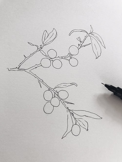 sketch of berries