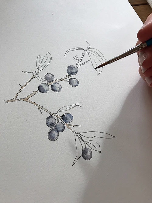 sketch of berries with water colour