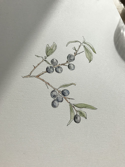 hand illustrated image of berries