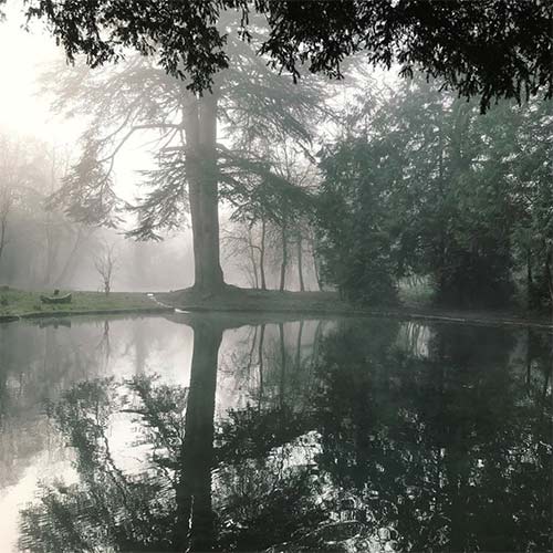 misty woodland scene
