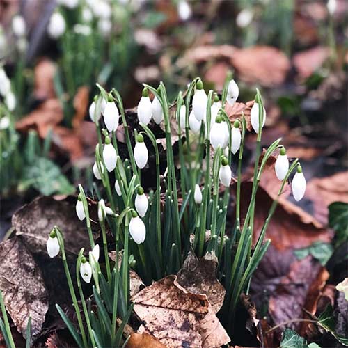 snowdrops in the woods