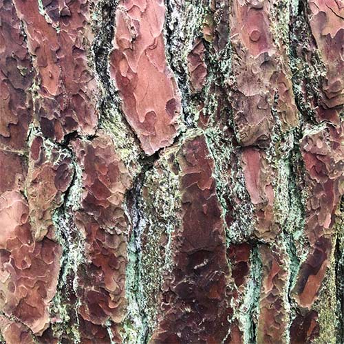 close up of tree bark