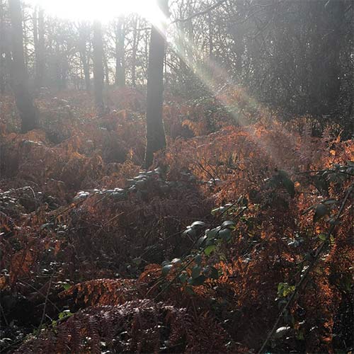 sun through trees in autumn 