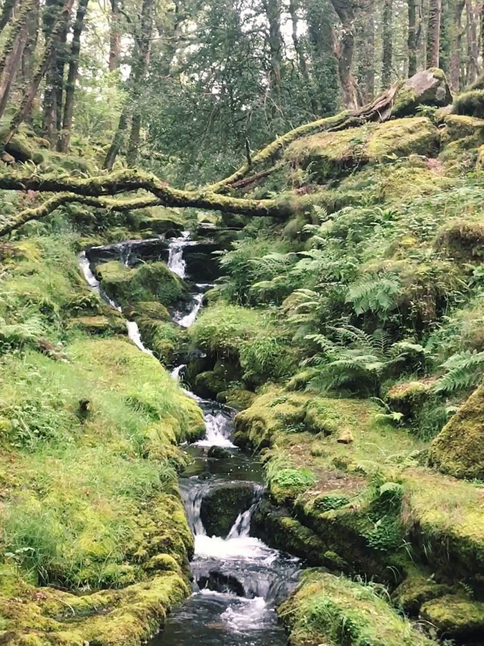 waterfall in a forest