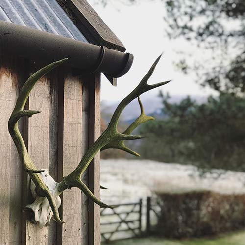deer antlers on a shed wall