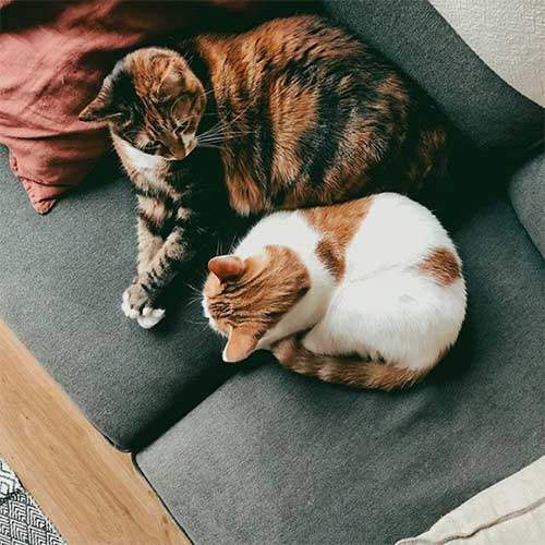 jen carrington's cats sitting on a couch