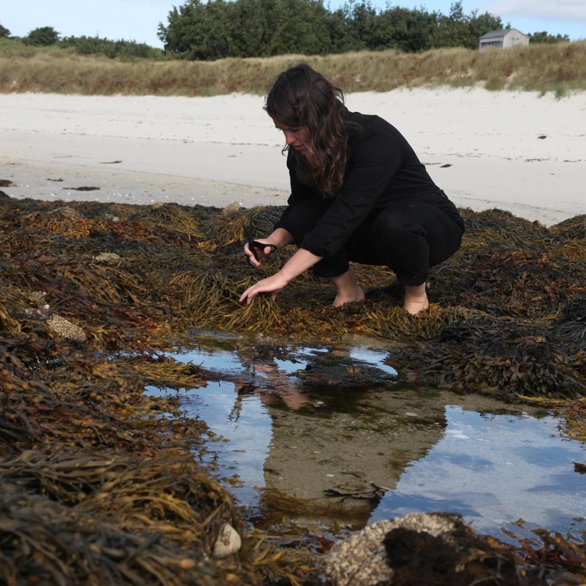 woman foraging sea weed on the beach