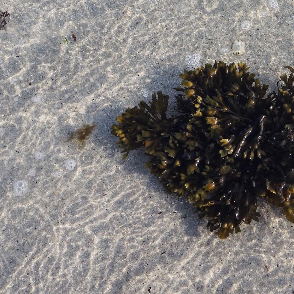 seaweed on the beach