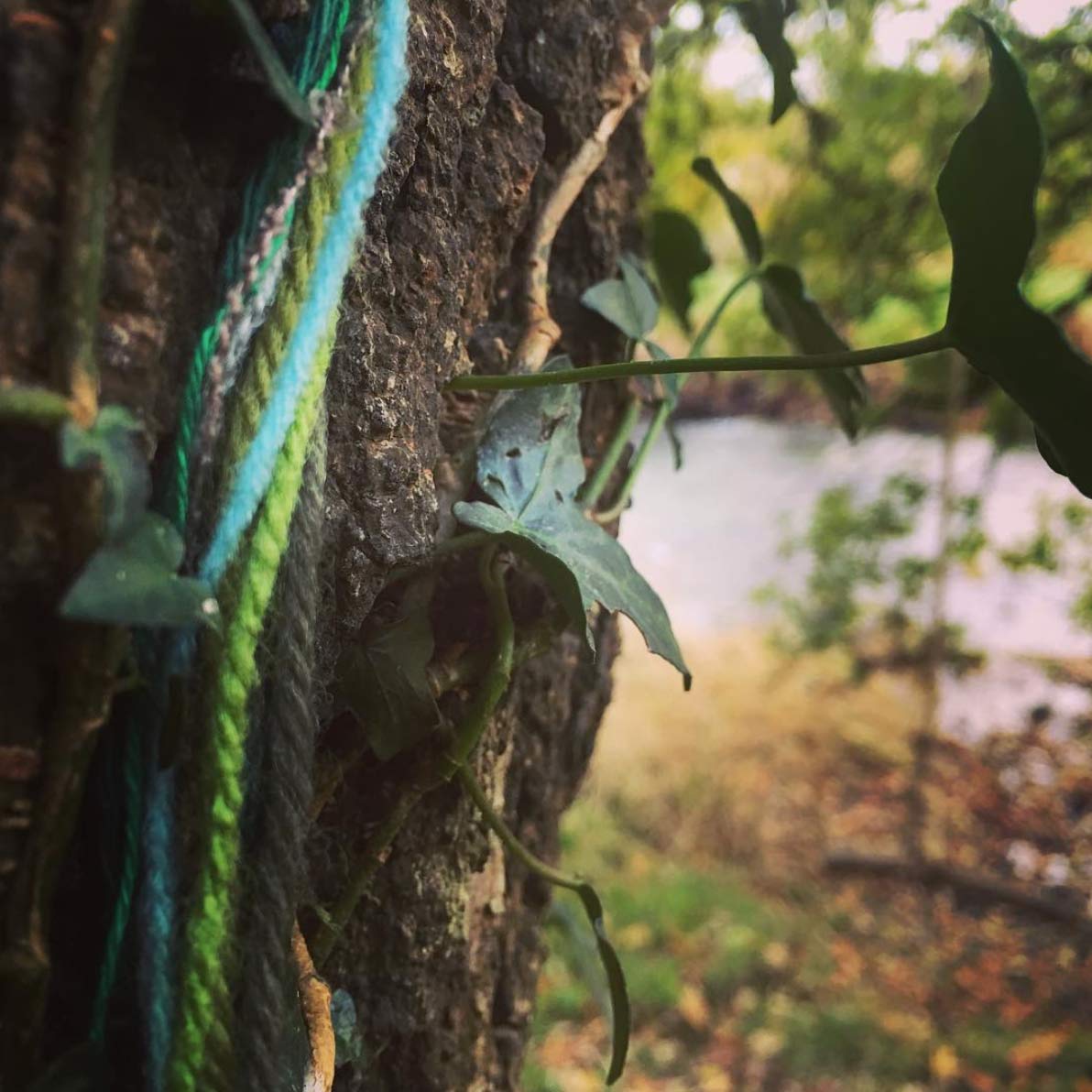 a string of different colours of yarn against a tree