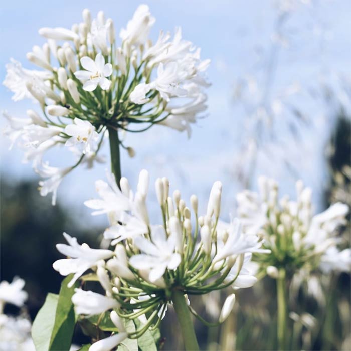 close up of white spring flowers