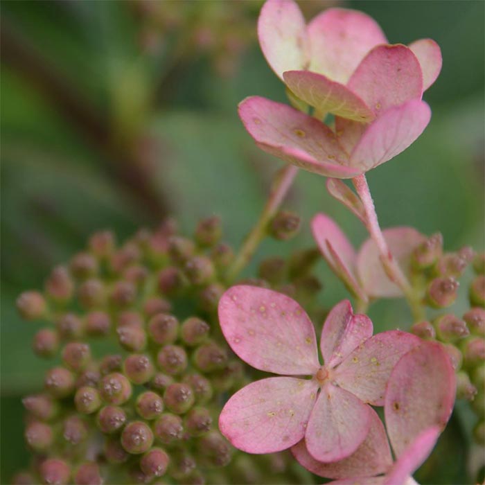 close up of summer flowers