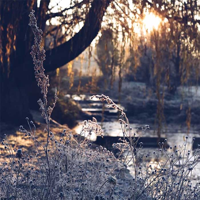 winter scene - body of water with a tree and sun shining