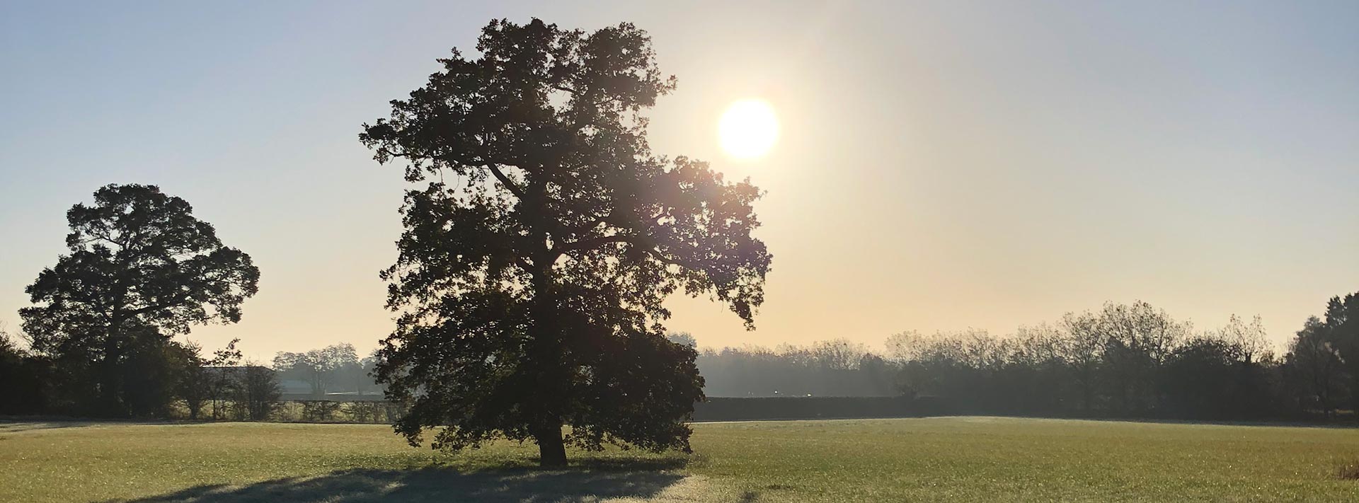 a field of grass with a single large tree with the sun shining from behind