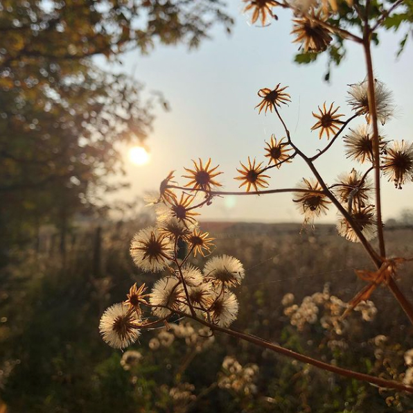 peek through bushes with sun behind it