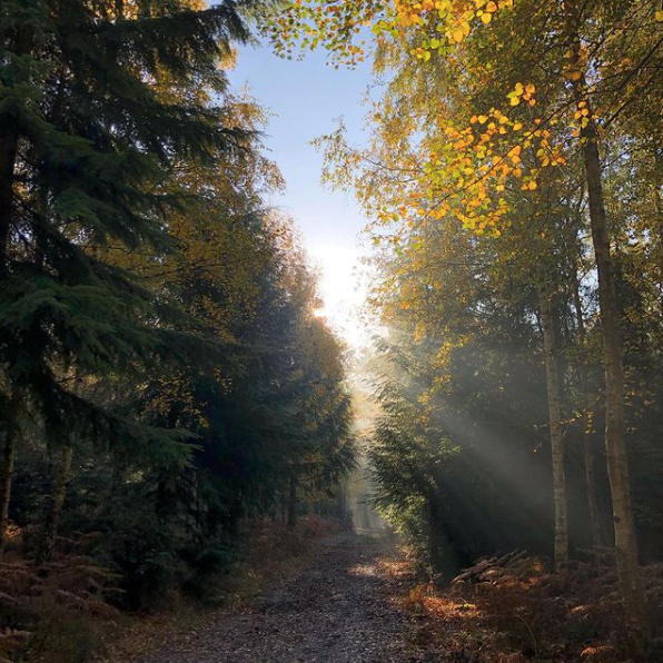forest path with sun shining through the trees