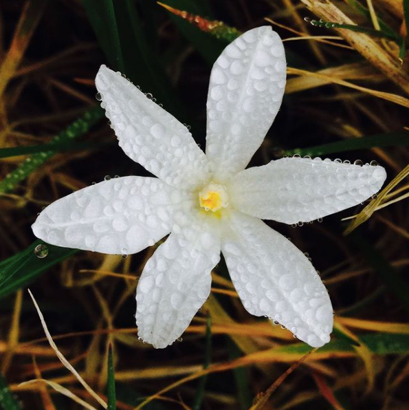 a close up of a white flower with dew on the petals
