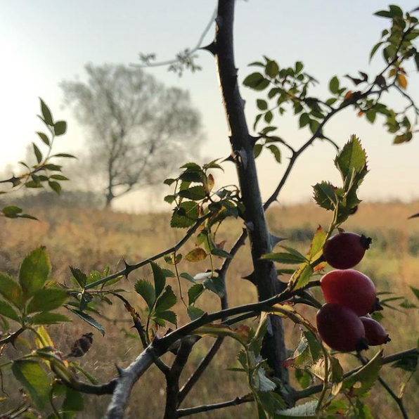 berries on a shrub on the side of the road