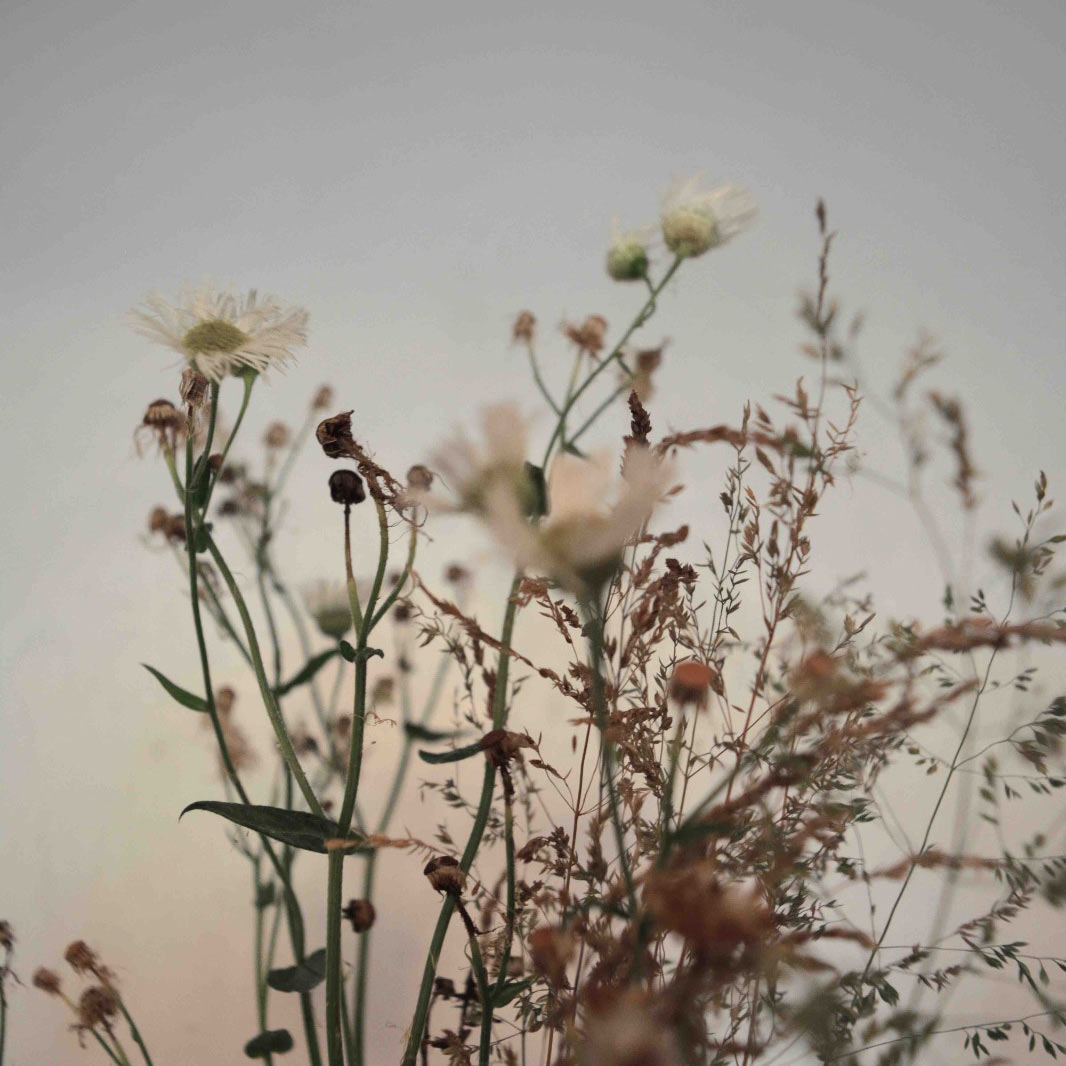 flowers and grass seen from beneath with a sunset glow behind them