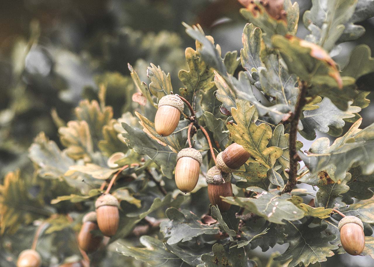 acorns on an oak tree at autumn's arrival