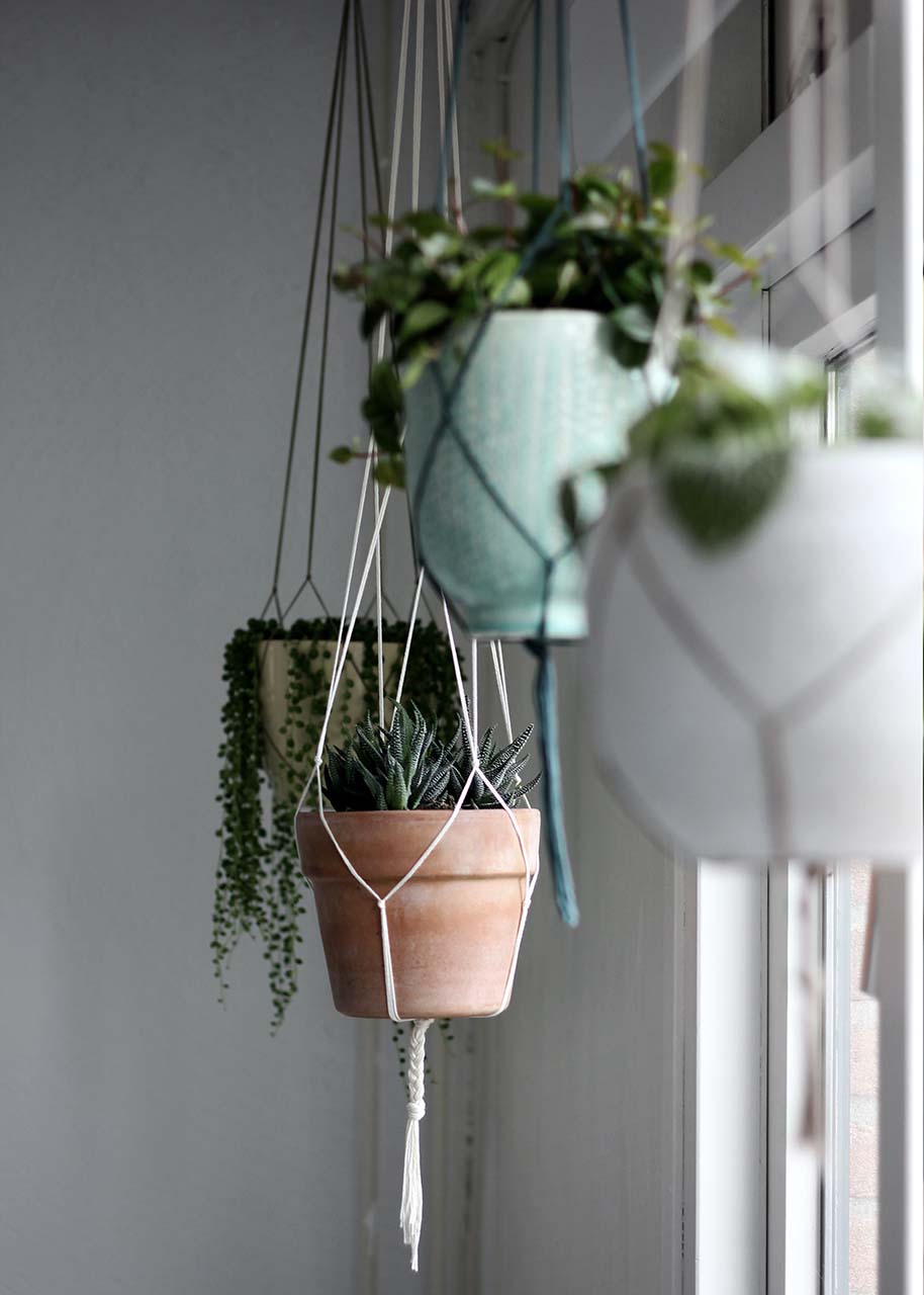 hanging plants in front of a window