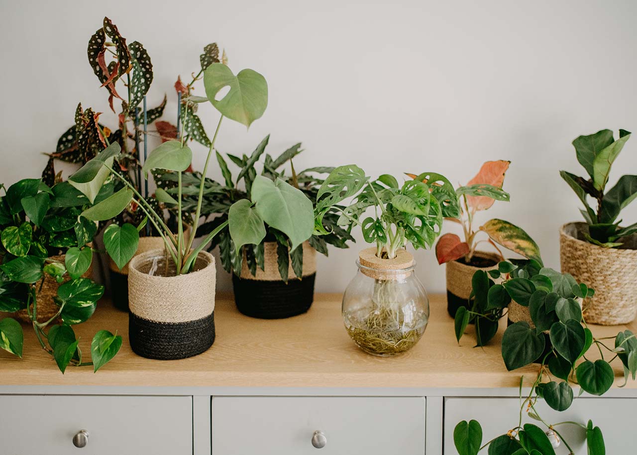 Tips For Bringing More Nature Into Your Home