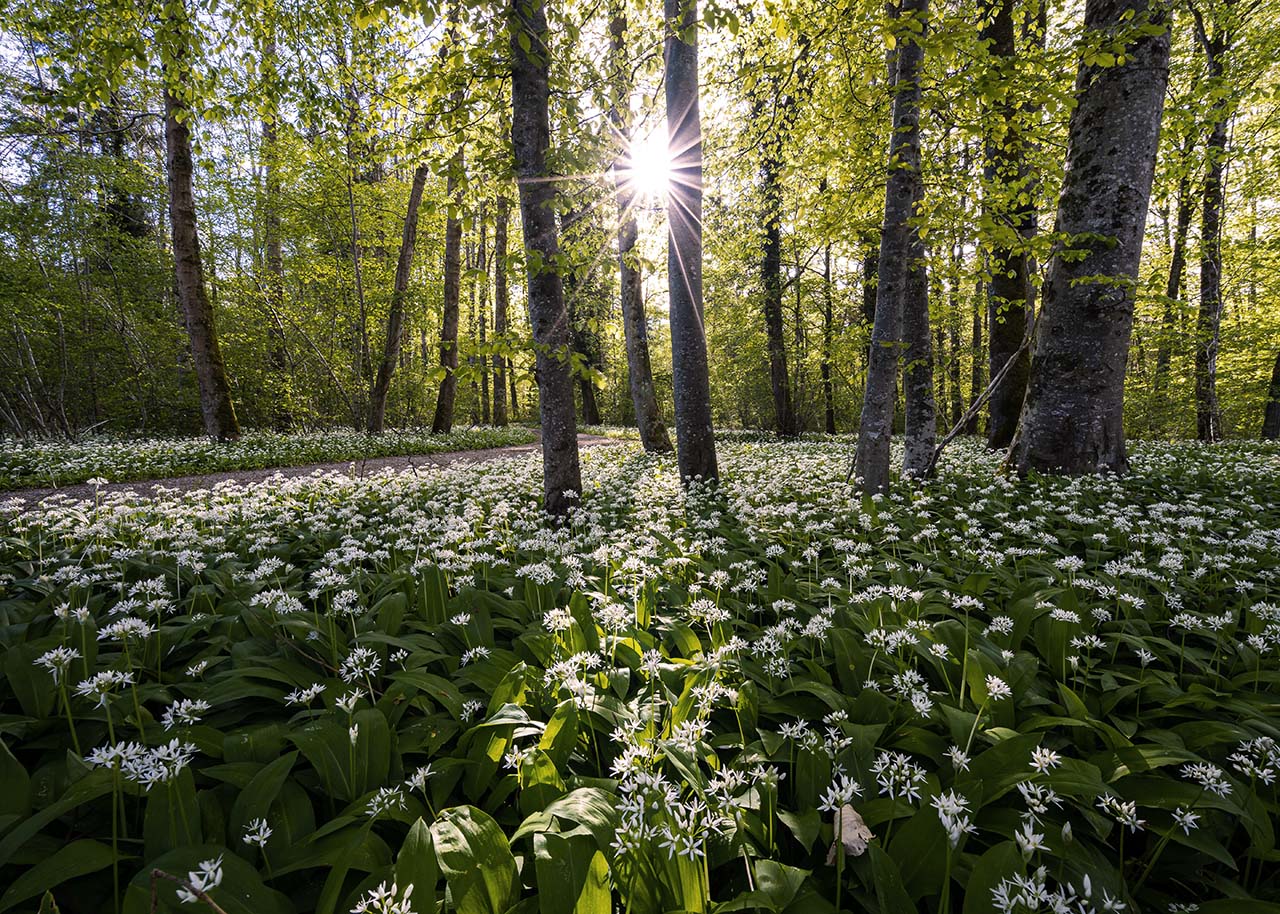 a forest with the sun shining through the trees and a field of wild garlic in the front