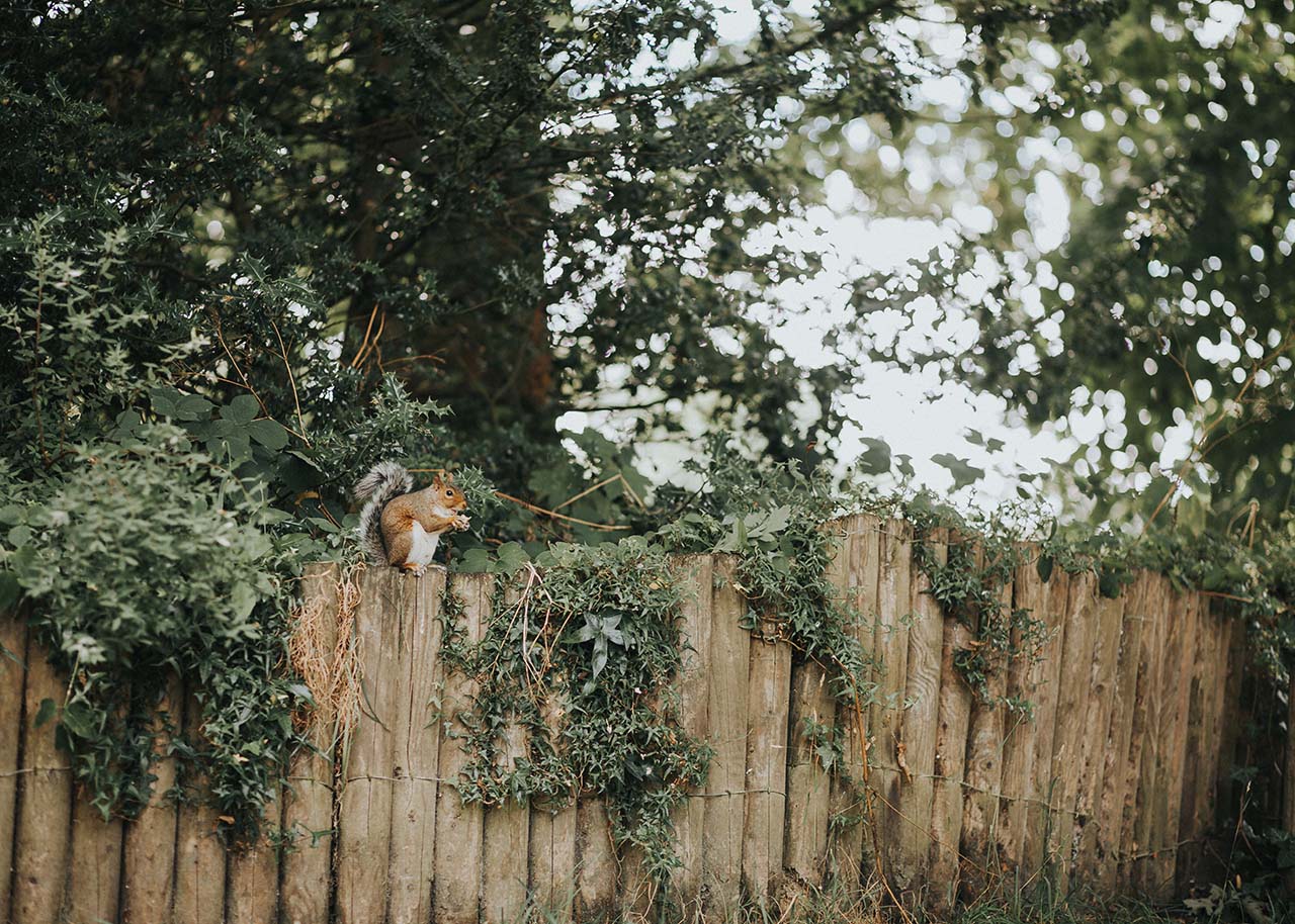 a wooden fence with a squirrel on it and trees and greenery in the background