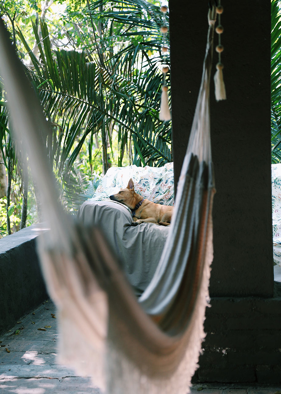 a dog relaxing in the garden with a hammock - staycation