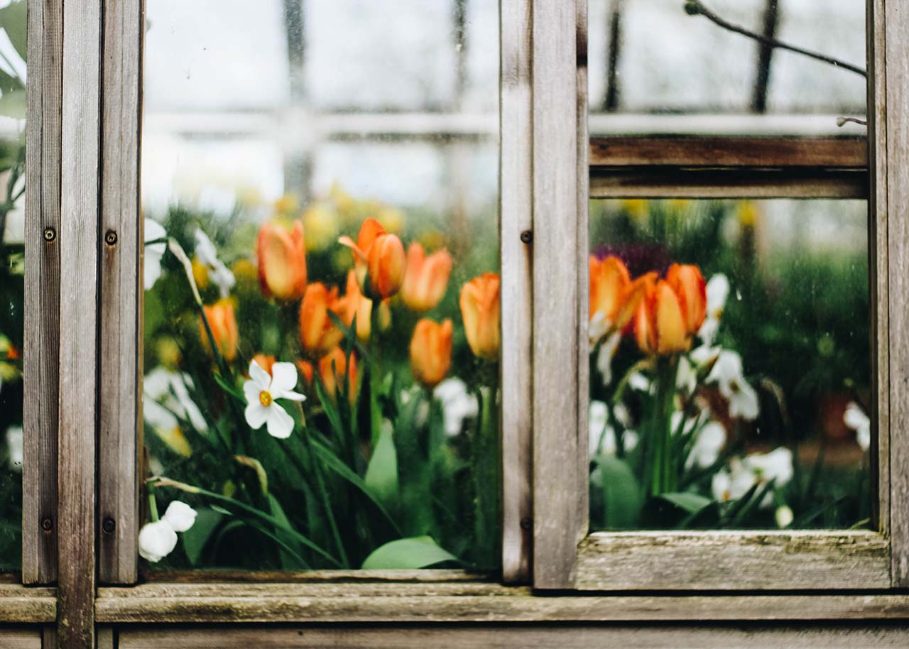 orange tulips and white daisies seen through the windows of a greenhouse