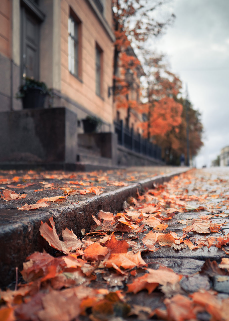 red and yellow autumn leaves in the street - things to love about autumn