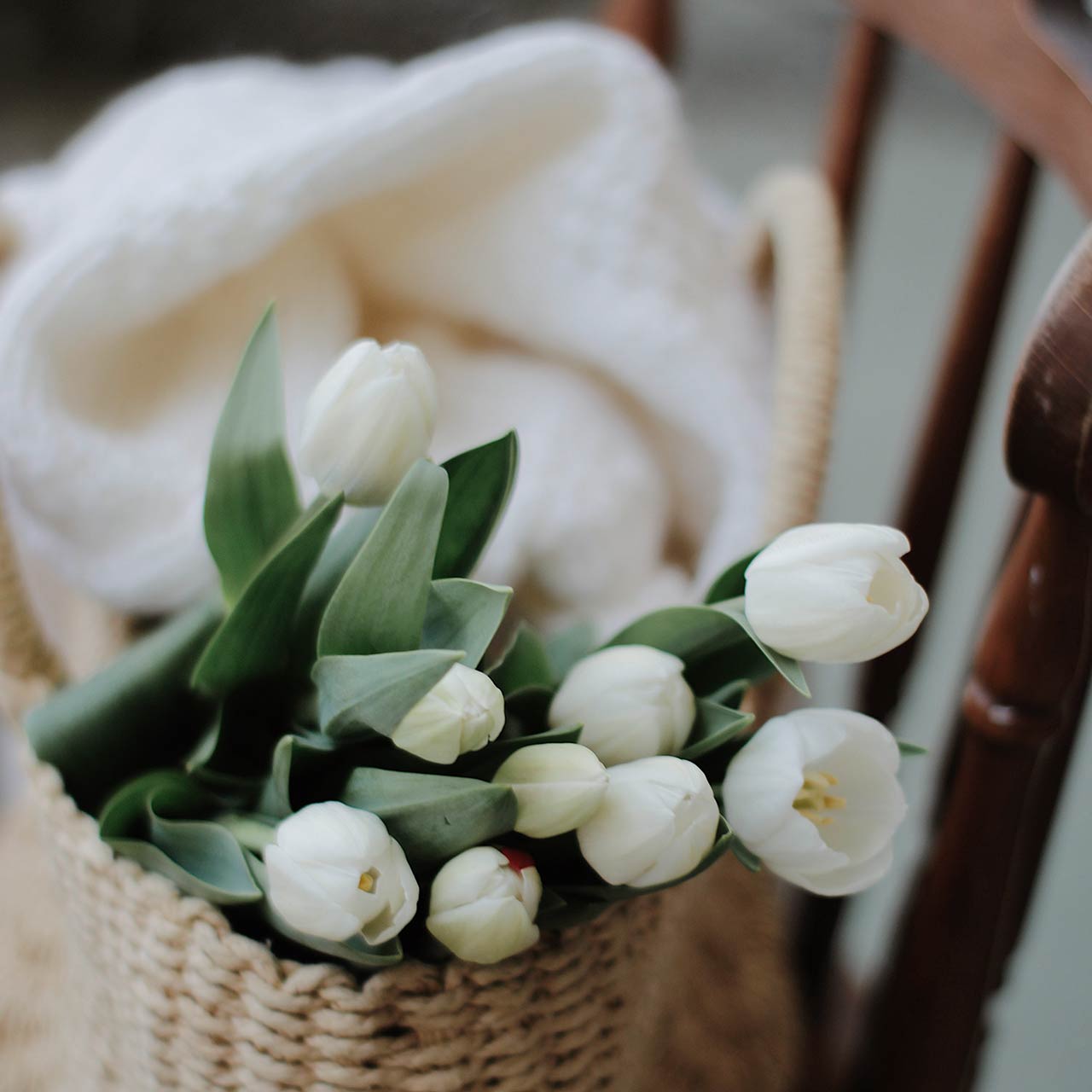 a straw basket with white tulips and a white soft cosy shawl