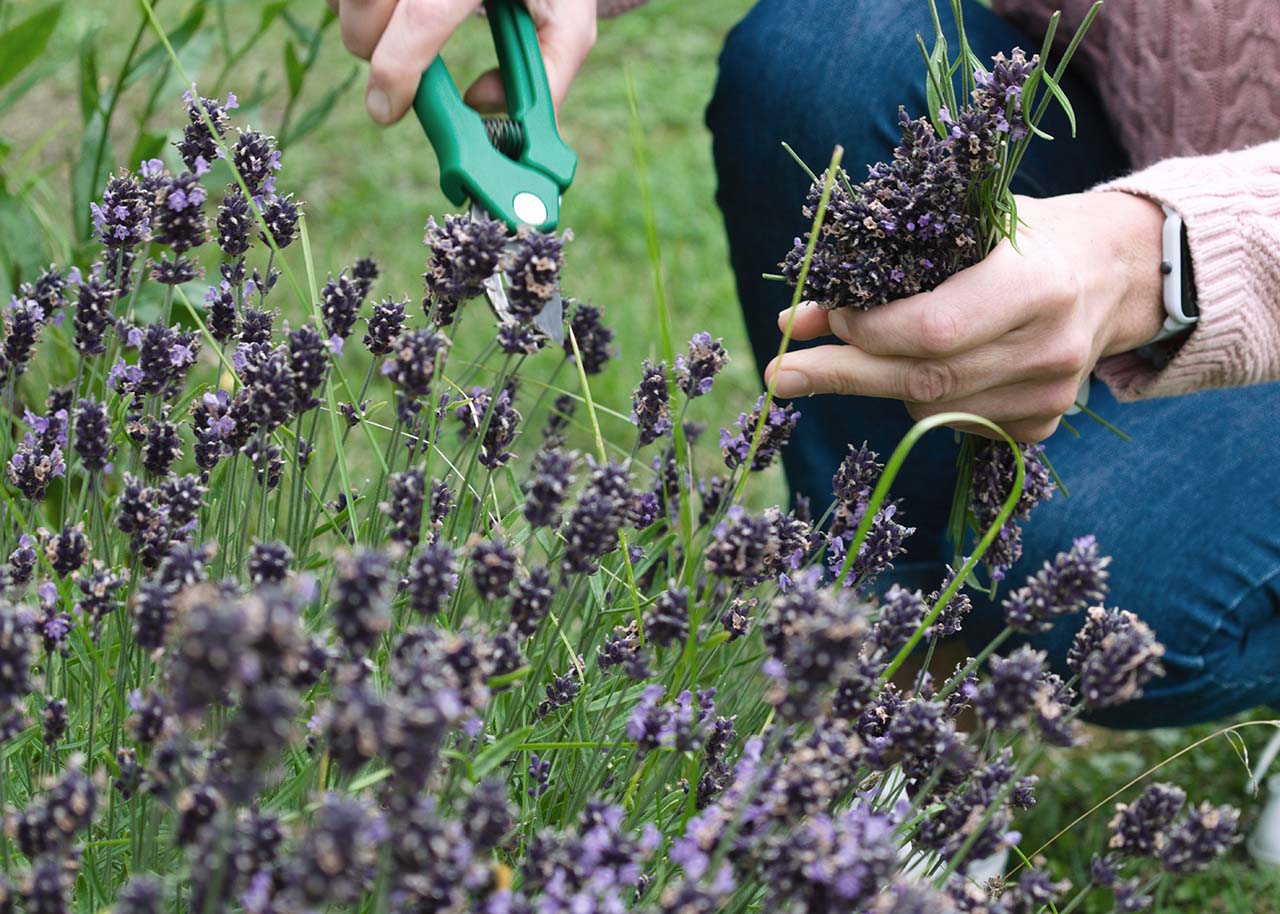 a woman cutting lavender in the garden