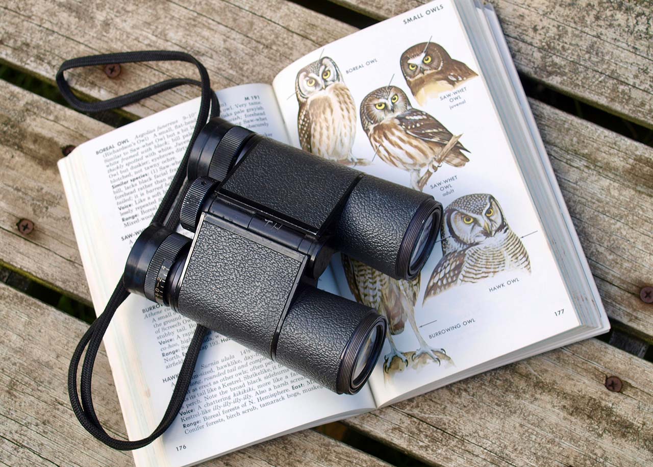 a bird guide with binoculars - slow spring activities