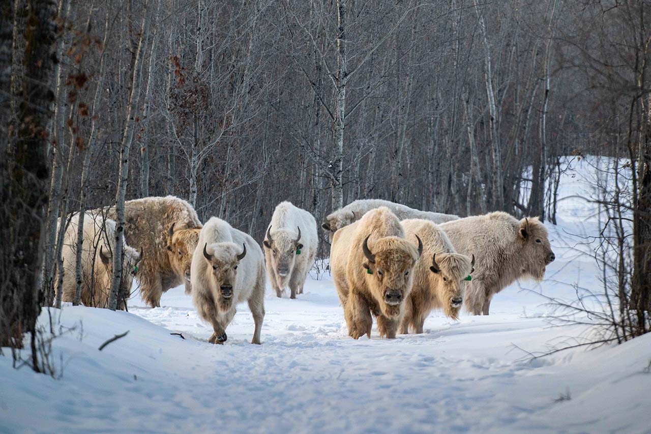 a group of buffalos in the snow - winter family getaway