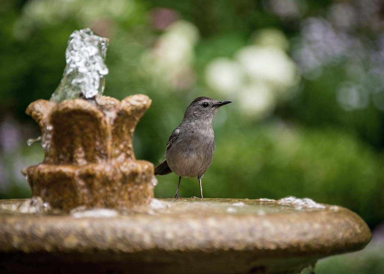 a bird sitting on a garden water feature - tranquil garden