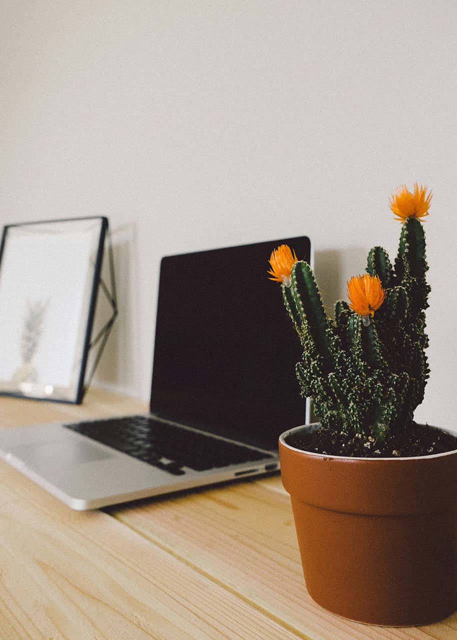 a laptop with a cactus in the foreground - technology values