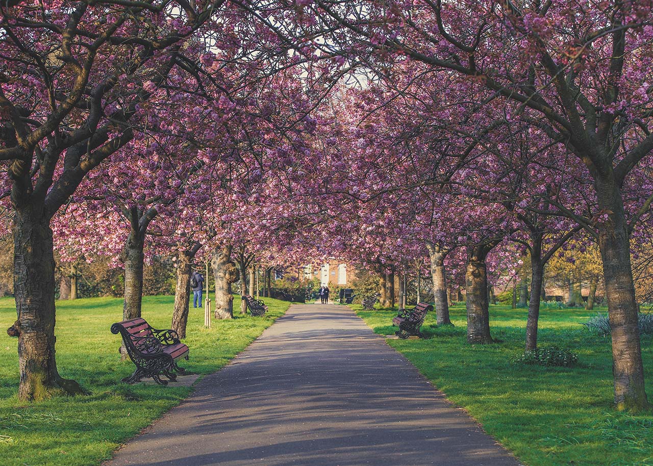Local park - spring